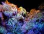 云呼机